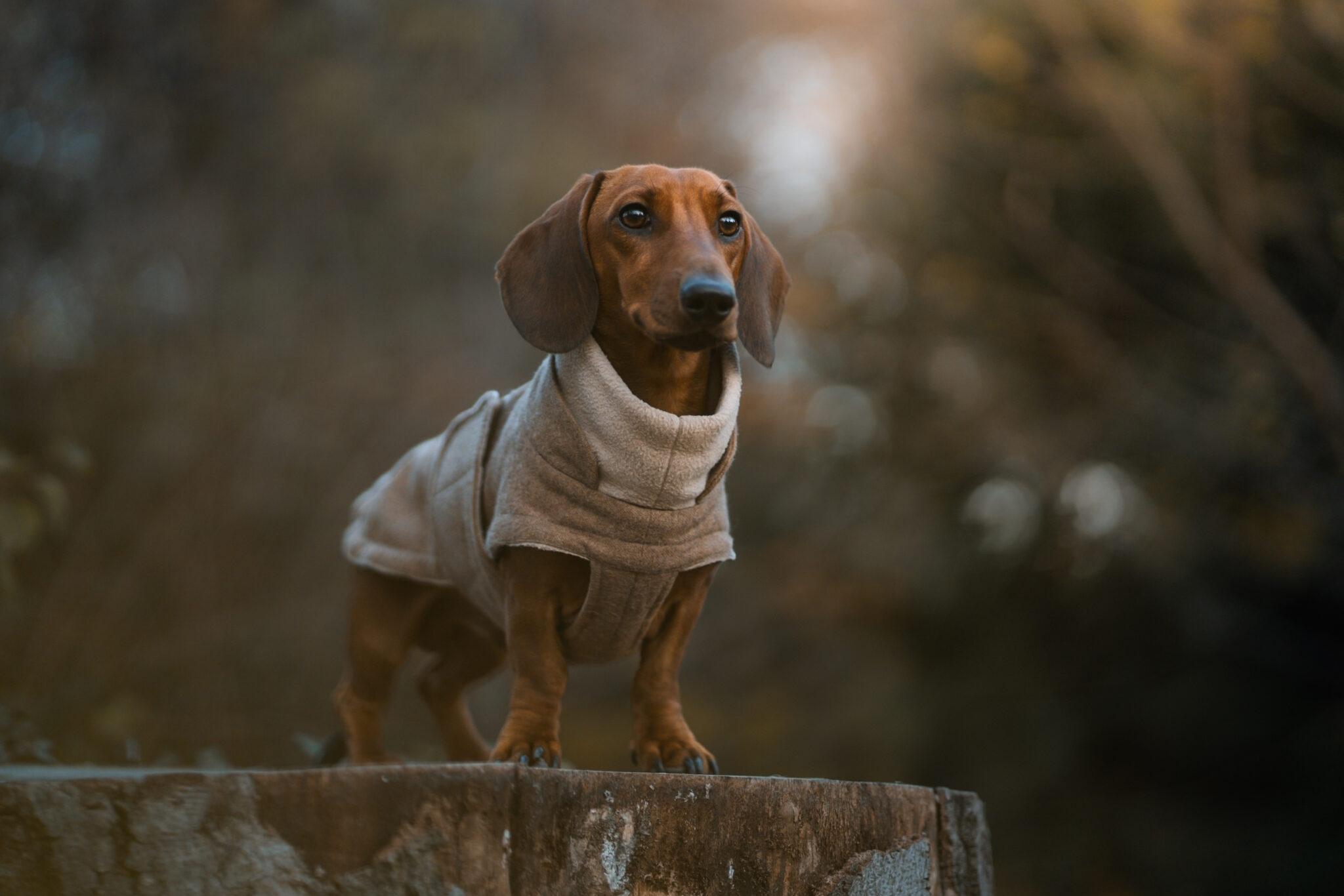 Dackel Maxl im Herbst auf einem Baumstumpf – Hundefotografie Burgenland