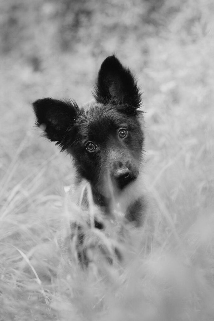 Welpe Anouk in der Wiese in Schwarzweiß – Hundefotografie Burgenland