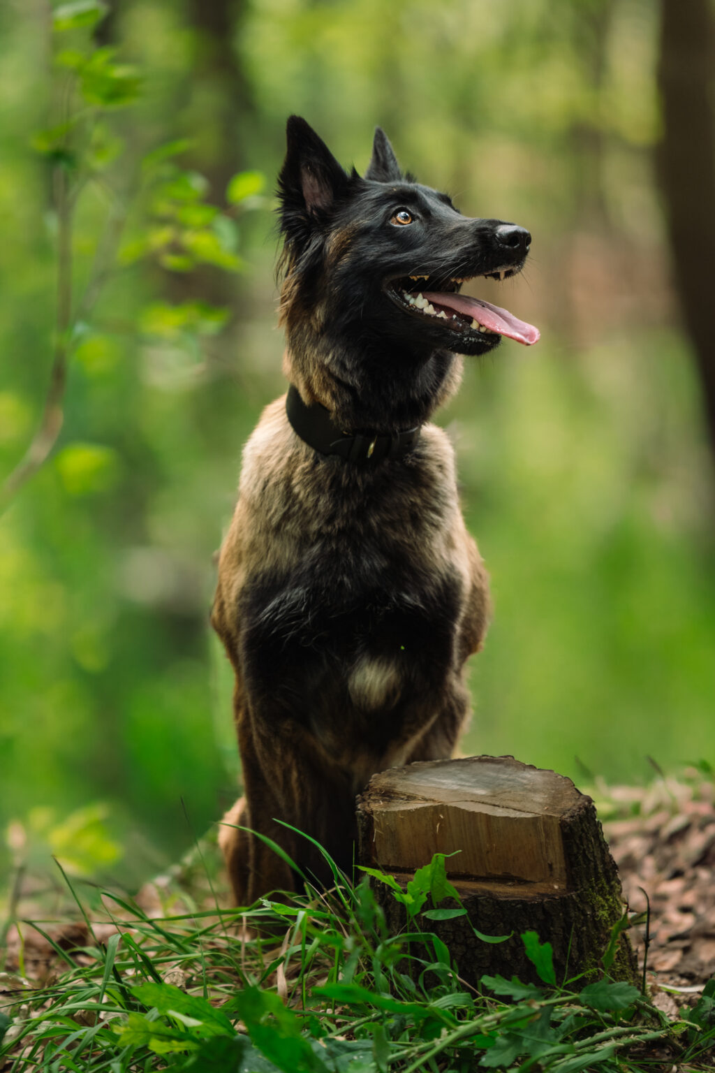Hündin Anouk sitzt auf einem Baumstumpf im Wald – Hundefotografie Burgenland