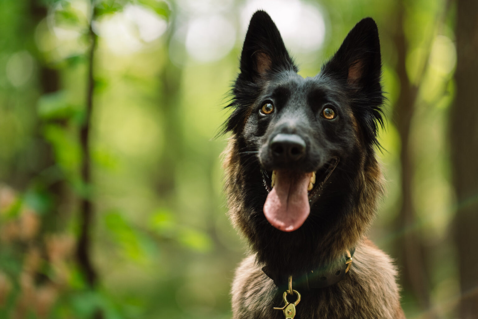 Hündin Anouk mit offenem Maul im Wald – Hundeportrait