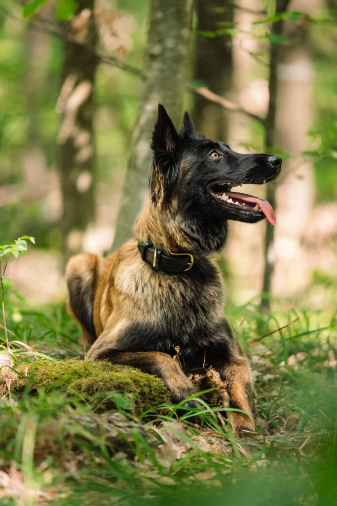 Malinois liegt im Wald – Hundeportrait Burgenland