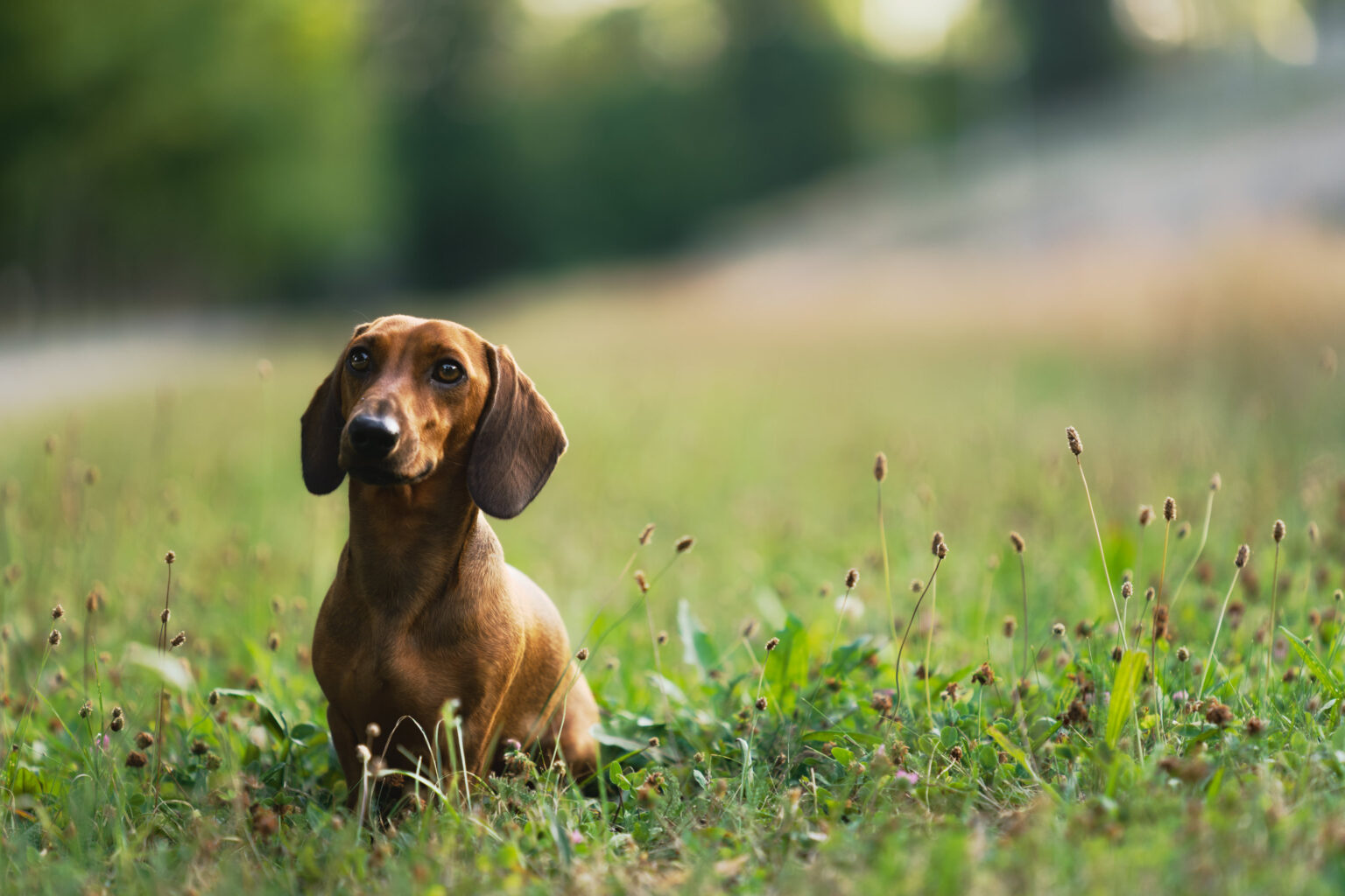 Kleiner Dackel in der weiten Wiese – Hundefotografie