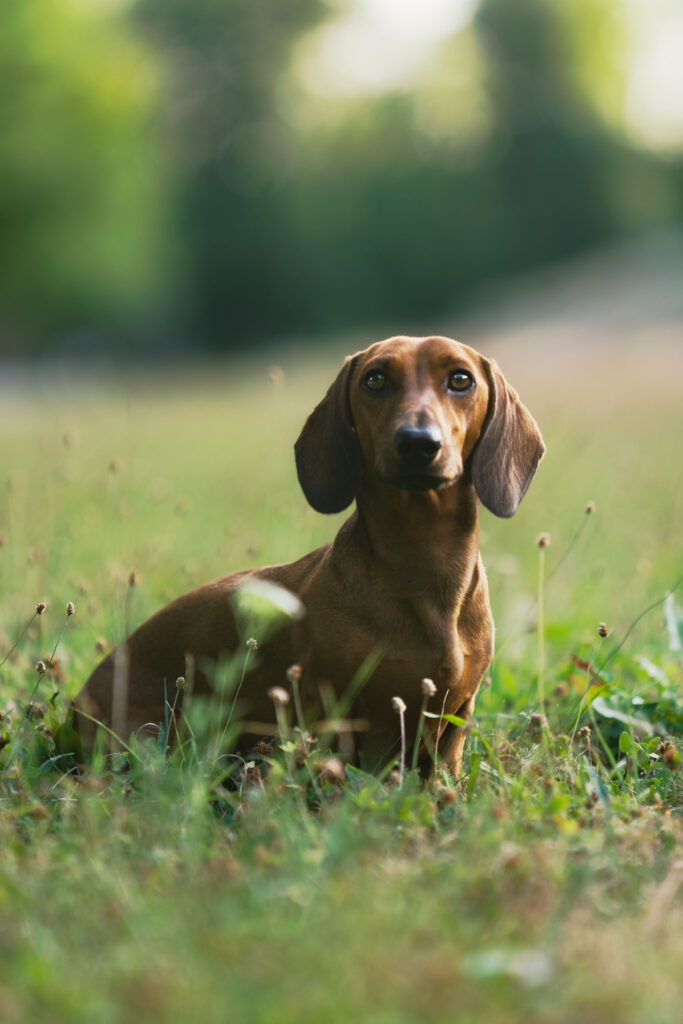 Dackel in der Sommerwiese – Hundefotografie Burgenland