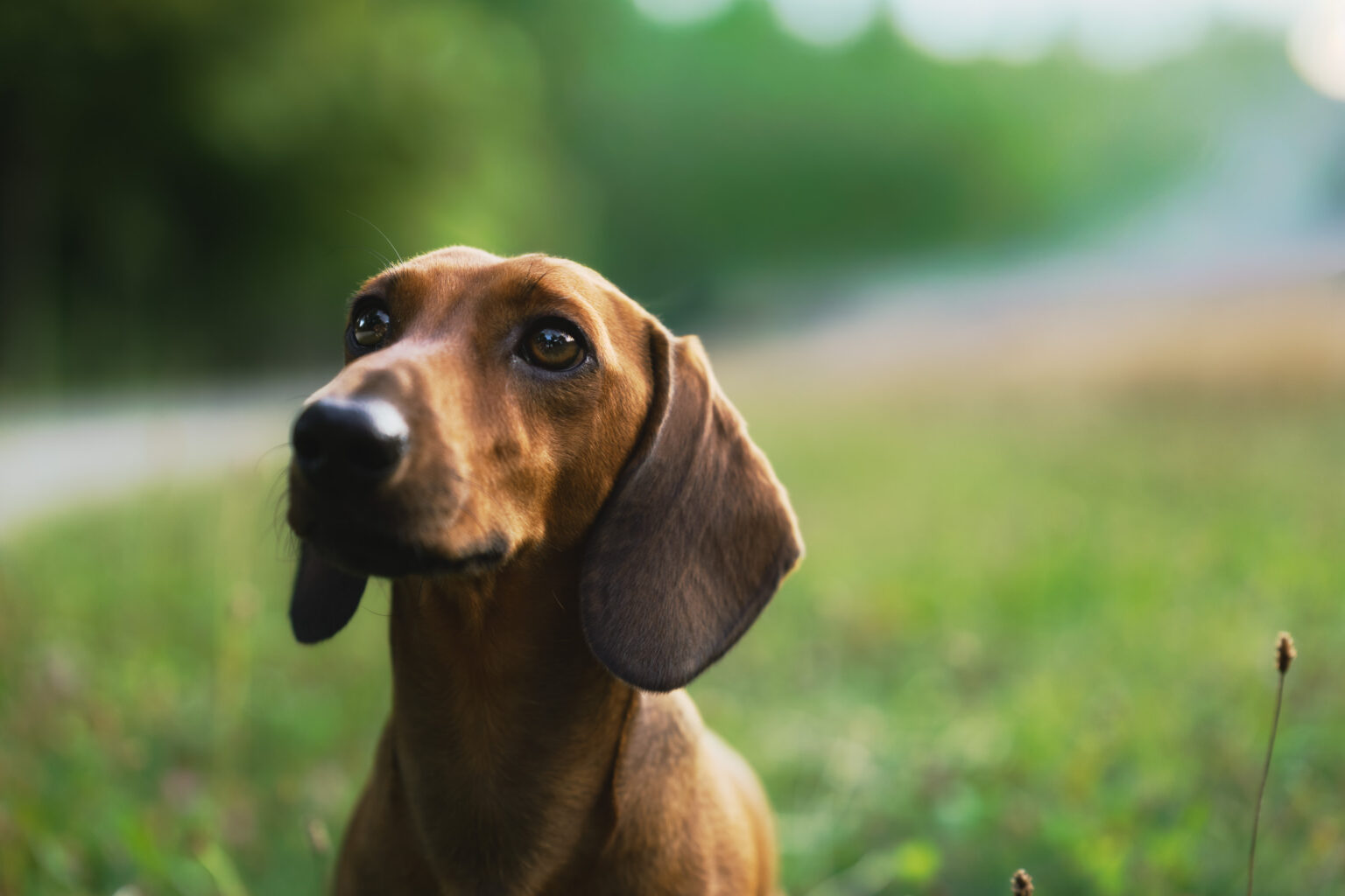 Dackel im Profil vor grünem Hintergrund – Hundeportrait