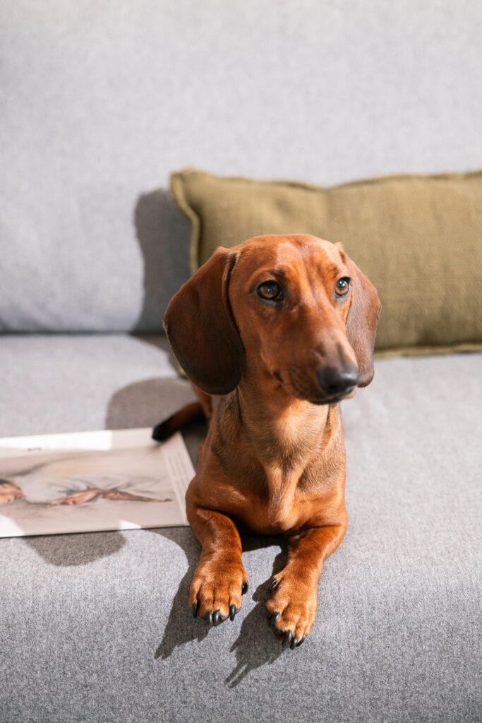 Dackel auf dem Sofa