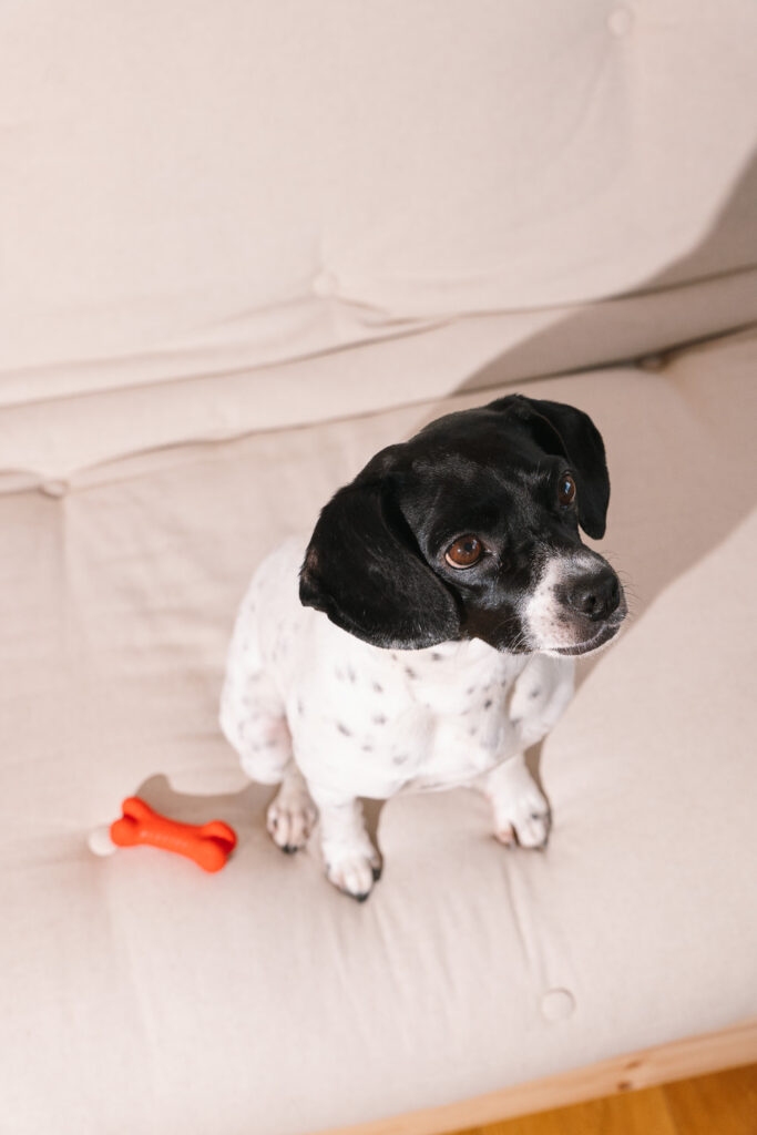 Hund mit Spielzeug