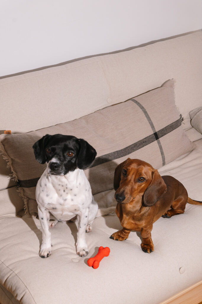 Hunde auf dem Sofa