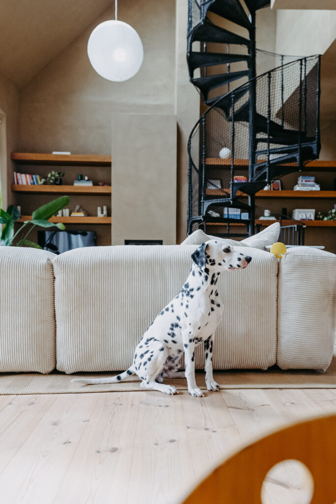 Dalmatiner auf dem Sofa – Hundefotografie zuhause