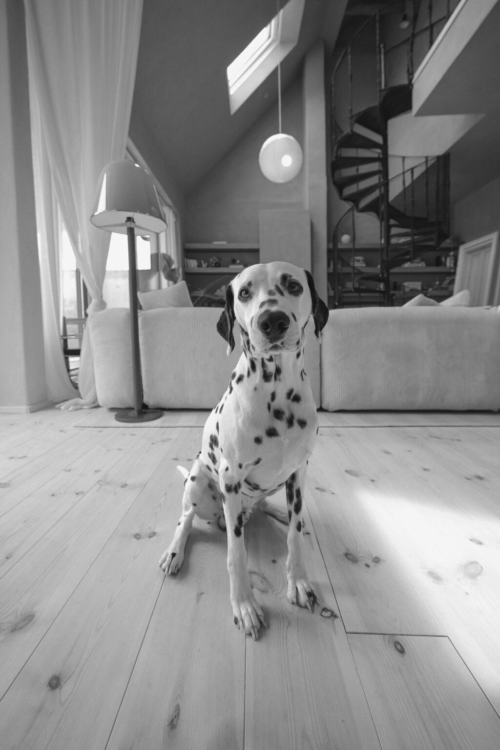 Dalmatiner steht im hellen Wohnzimmer – Hundefotografie Burgenland