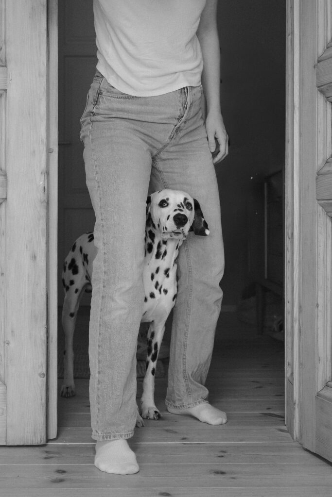 Dalmatiner mit Frauchen in der Tür – Homestory mit Hund