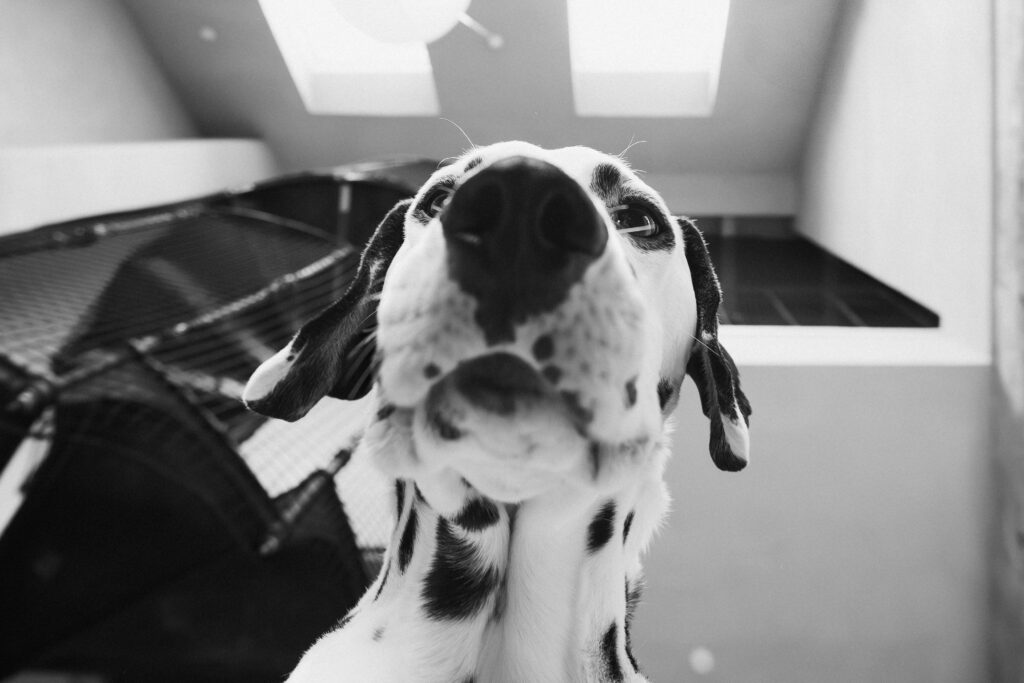 Dalmatiner in Schwarzweiß – Hundefotografie Burgenland