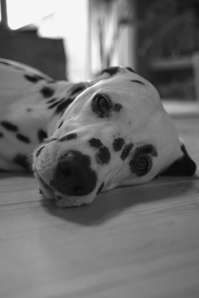 Dalmatiner liegt am Boden in Schwarzweiß – Hundeportrait
