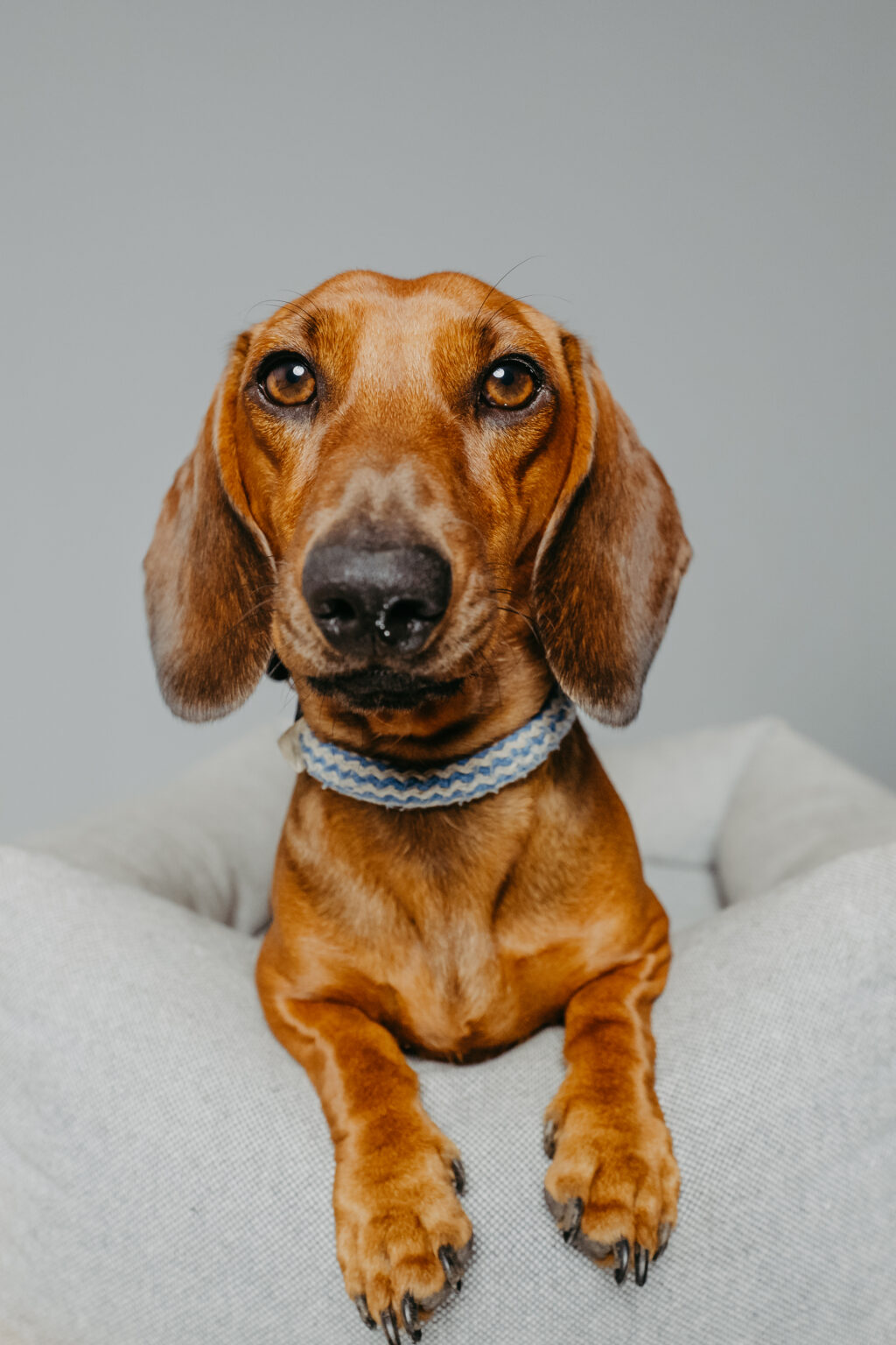 Dackel Portrait